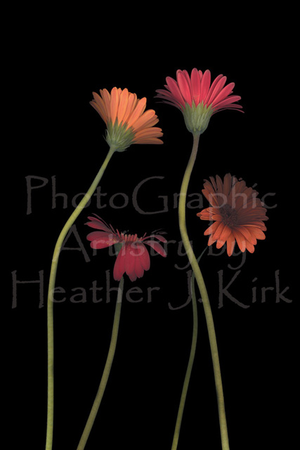 4Daisies on Stems